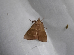 Parachma ochracealis