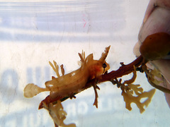 Cristiceps aurantiacus