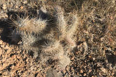 Opuntia polyacantha erinacea
