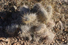 Opuntia polyacantha erinacea