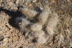 Opuntia polyacantha erinacea