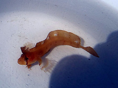 Cristiceps aurantiacus