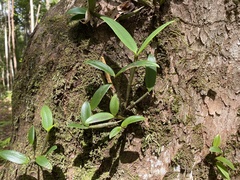 Dendrobium aemulum