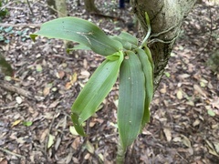 Peristeranthus hillii