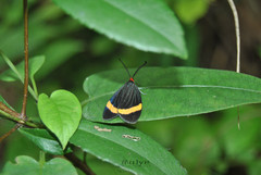 Pidorus