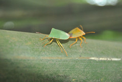Halyabbas unicolor