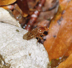 Sciomyzoidea