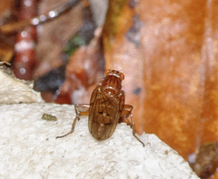 Sciomyzoidea