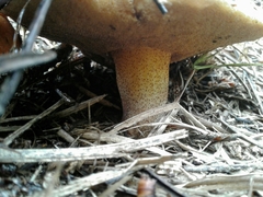 Suillus bellinii