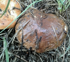 Suillus bellinii