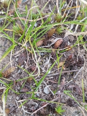 Zoysia minima