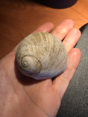 Glossaulax reclusiana