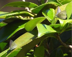 Eirmocides absimilis