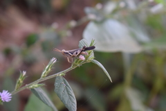 Omalotettix obliquus