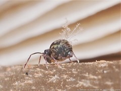Ptenothrix renateae