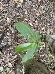 Peristeranthus hillii