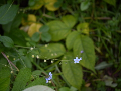 Hackelia uncinata