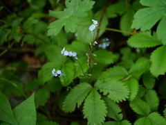 Hackelia uncinata