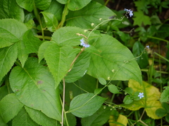 Hackelia uncinata