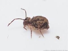 Ptenothrix renateae
