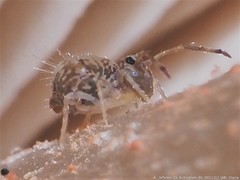 Ptenothrix renateae
