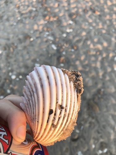 Mexicardia procera