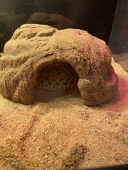 Heterodon