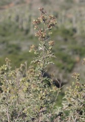 Berkheya bipinnatifida