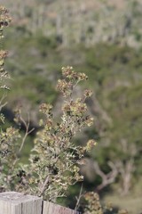Berkheya bipinnatifida