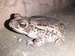 Incilius luetkenii