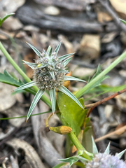 Eryngium pinnatifidum
