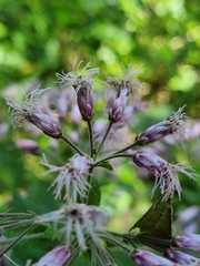 Peteravenia malvifolia