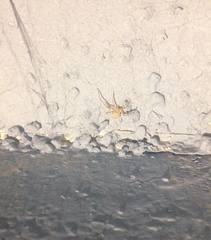 Nesticidae