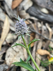 Eryngium pinnatifidum