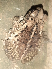 Incilius luetkenii