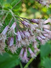 Peteravenia malvifolia