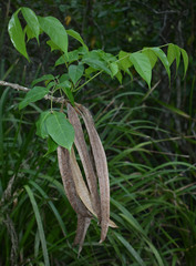 Dolichandrone spathacea