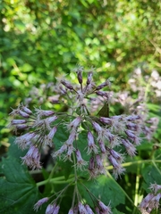 Peteravenia malvifolia