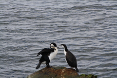 Phalacrocorax fuscescens