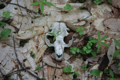 American Beaver photographed in New Hampshire