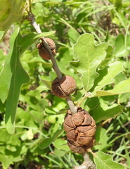 Disholcaspis spongiosa