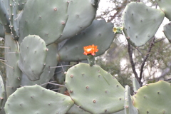 Opuntia quimilo