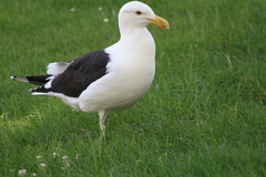 Larus dominicanus