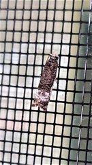 Phricanthes asperana