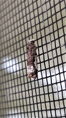 Phricanthes asperana