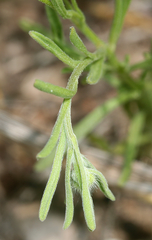 Erigeron bellidiastrum
