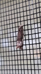 Phricanthes asperana