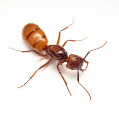 Camponotus