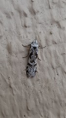 Oxythecta hieroglyphica