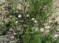 Erigeron bellidiastrum